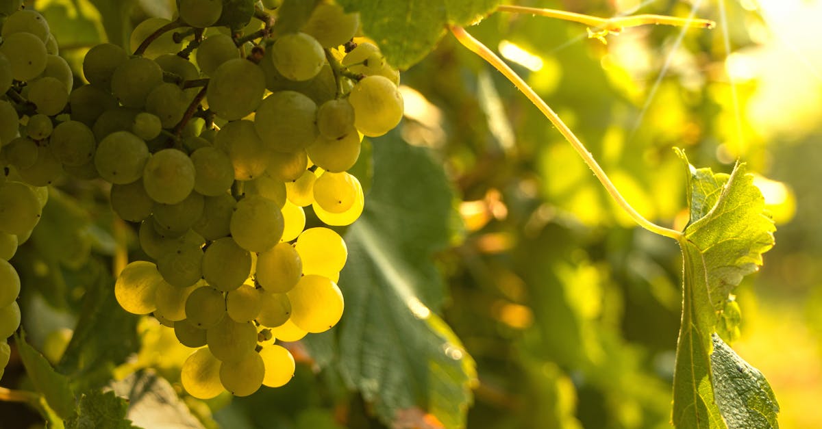 découvrez les principales maladies de la vigne, leurs symptômes, causes et méthodes de traitement pour protéger vos vignobles efficacement.
