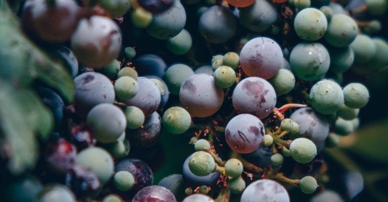 découvrez les maladies de la vigne : symptômes, causes et solutions pour protéger vos vignobles et garantir une récolte saine et abondante.