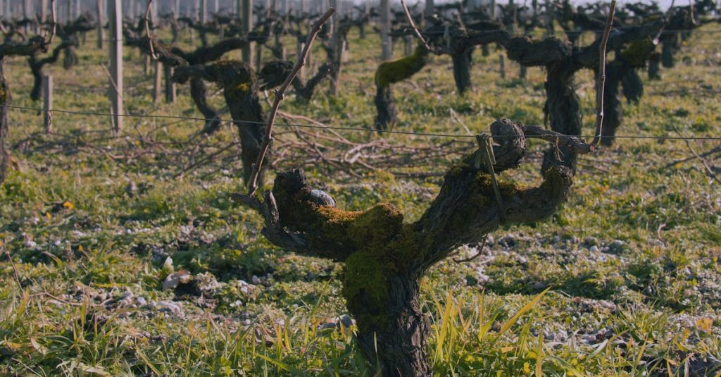 découvrez les vins de pessac-léognan, une appellation prestigieuse du sud-ouest de la france, réputée pour ses vins rouges et blancs d'exception alliant tradition et élégance.