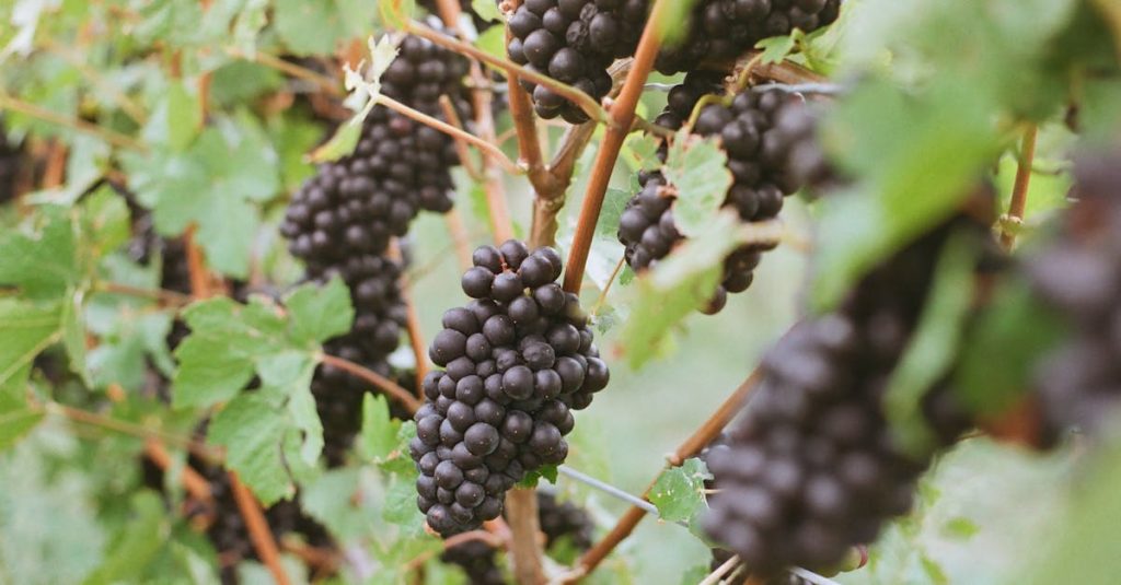 découvrez tout sur le pinot noir, un cépage rouge raffiné reconnu pour ses arômes délicats et sa grande finesse en bouche.
