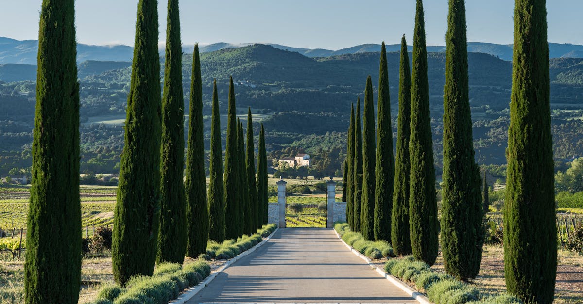 découvrez le vin rosé de provence, célèbre pour sa fraîcheur, ses arômes fruités et sa couleur délicate, parfait pour accompagner vos moments de détente.