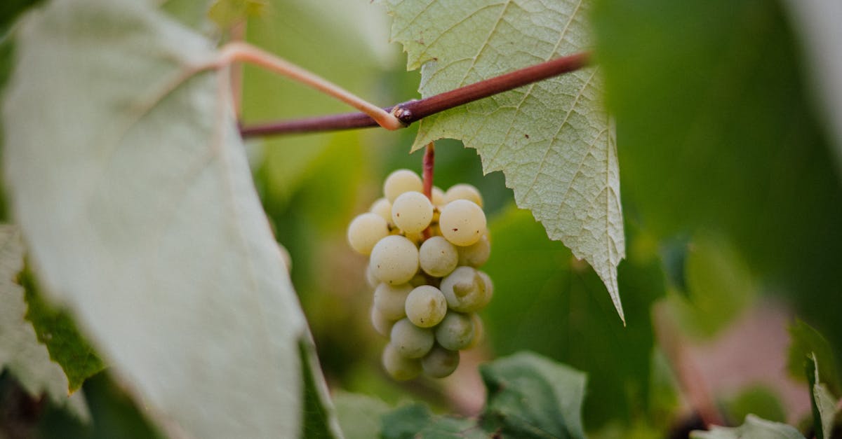 découvrez tout sur le sauvignon blanc, un cépage blanc apprécié pour ses arômes frais et fruités, idéal pour accompagner vos plats estivaux et apéritifs.