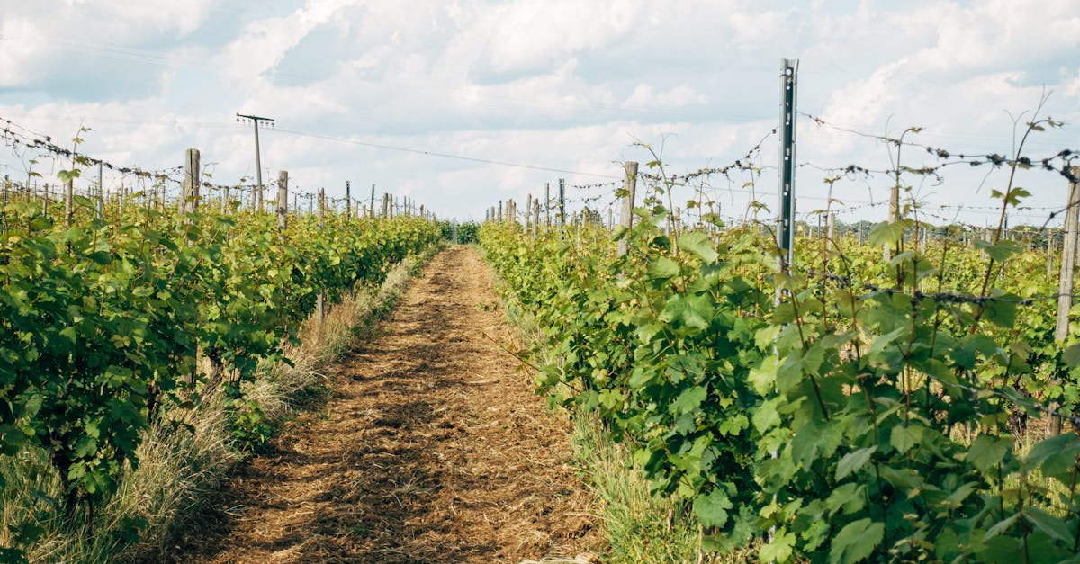 découvrez l'art de la viticulture à travers nos vignobles d'exception, riches en terroirs uniques et en saveurs authentiques.