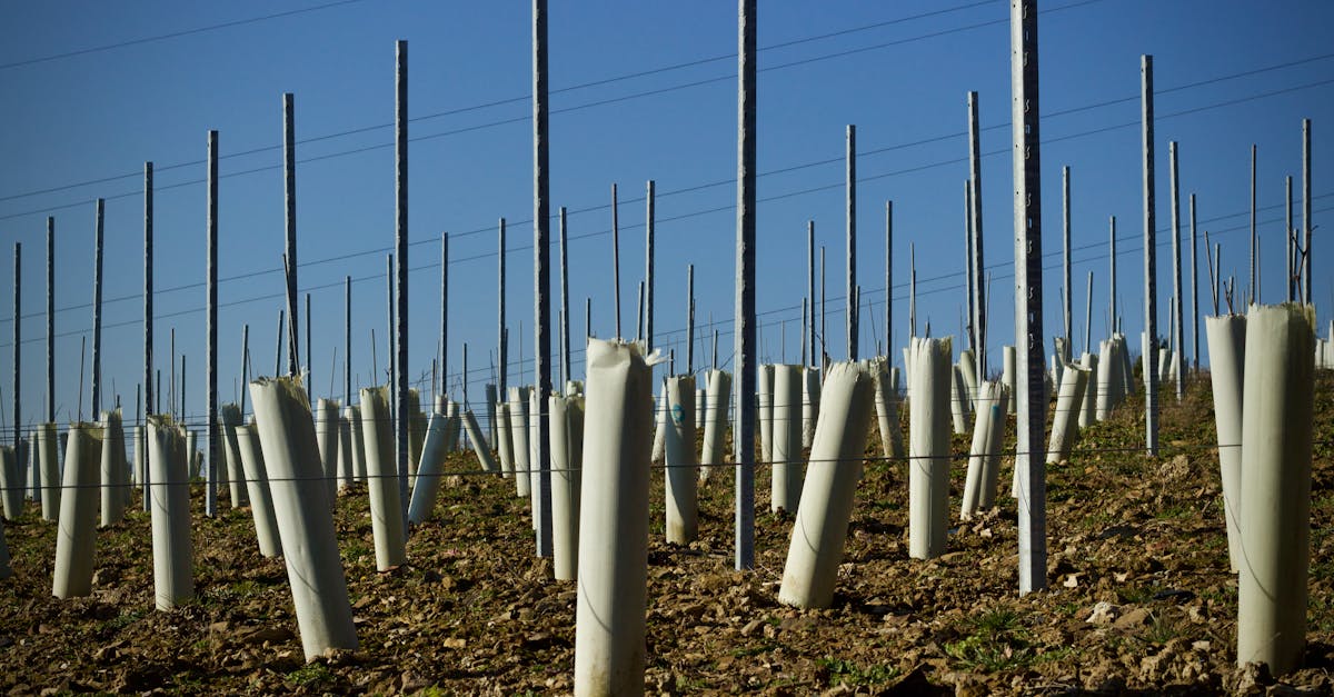découvrez l'univers des vignobles : terroirs, cépages, techniques de culture et secrets des meilleurs crus pour les passionnés de vin.