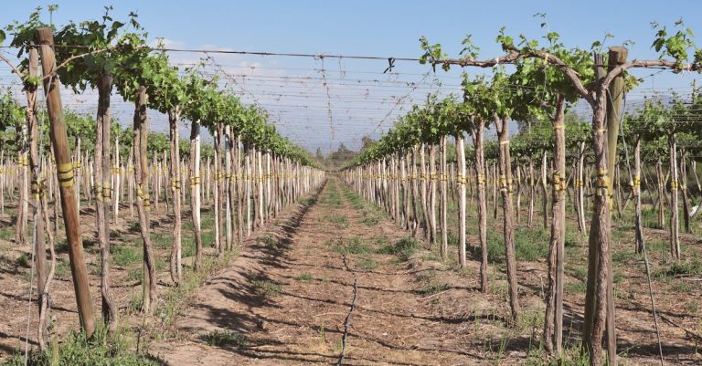 découvrez les magnifiques vignobles, leur histoire, et les meilleurs crus pour une expérience œnologique unique.