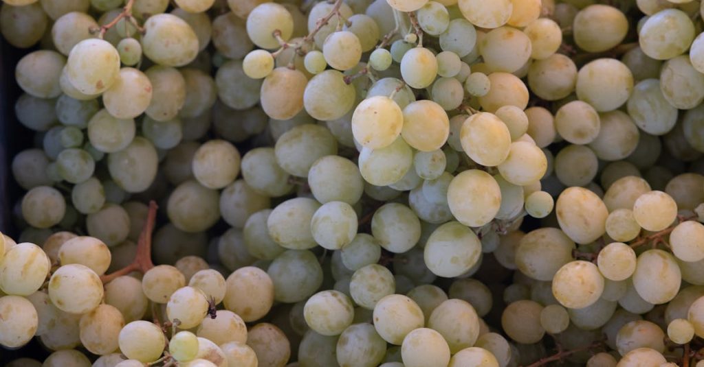 découvrez les différentes variétés de raisins blancs, leurs caractéristiques uniques et leurs usages en vinification.