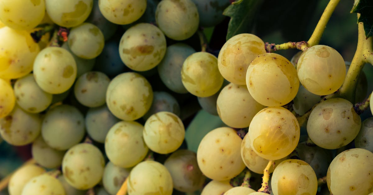 découvrez les différentes variétés de raisins blancs, leurs caractéristiques uniques et leurs usages en viticulture et œnologie.