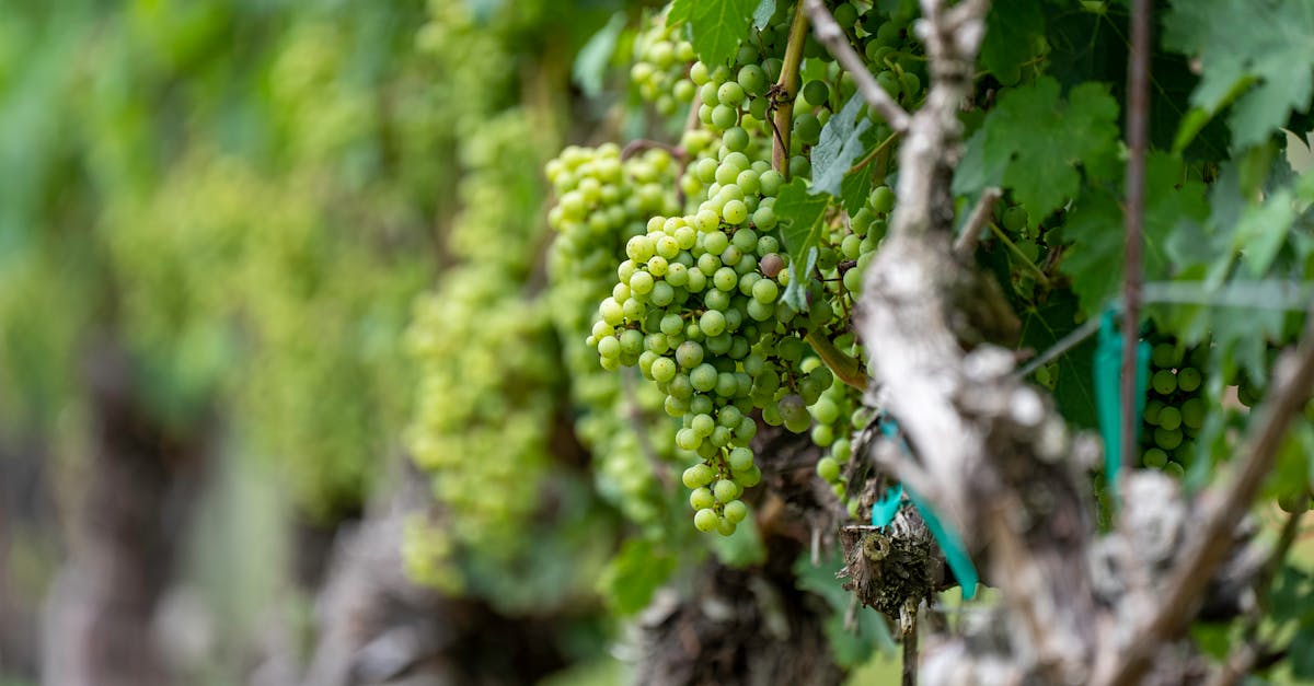 découvrez les différentes variétés de raisins blancs, leurs caractéristiques uniques et leurs usages en viticulture et en œnologie.