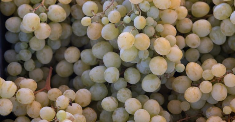 découvrez les différentes variétés de raisins blancs, leurs caractéristiques uniques et leurs usages en vinification.