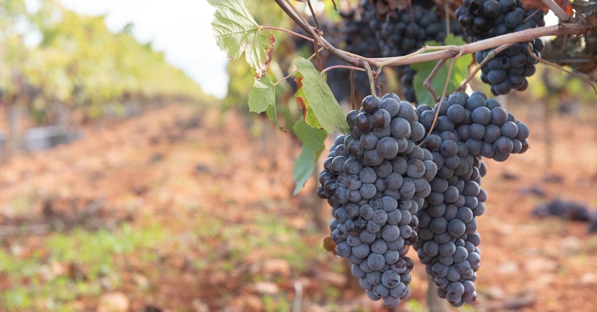 découvrez les meilleurs producteurs de vin, leur savoir-faire authentique et leurs vignobles d'exception à travers le monde.