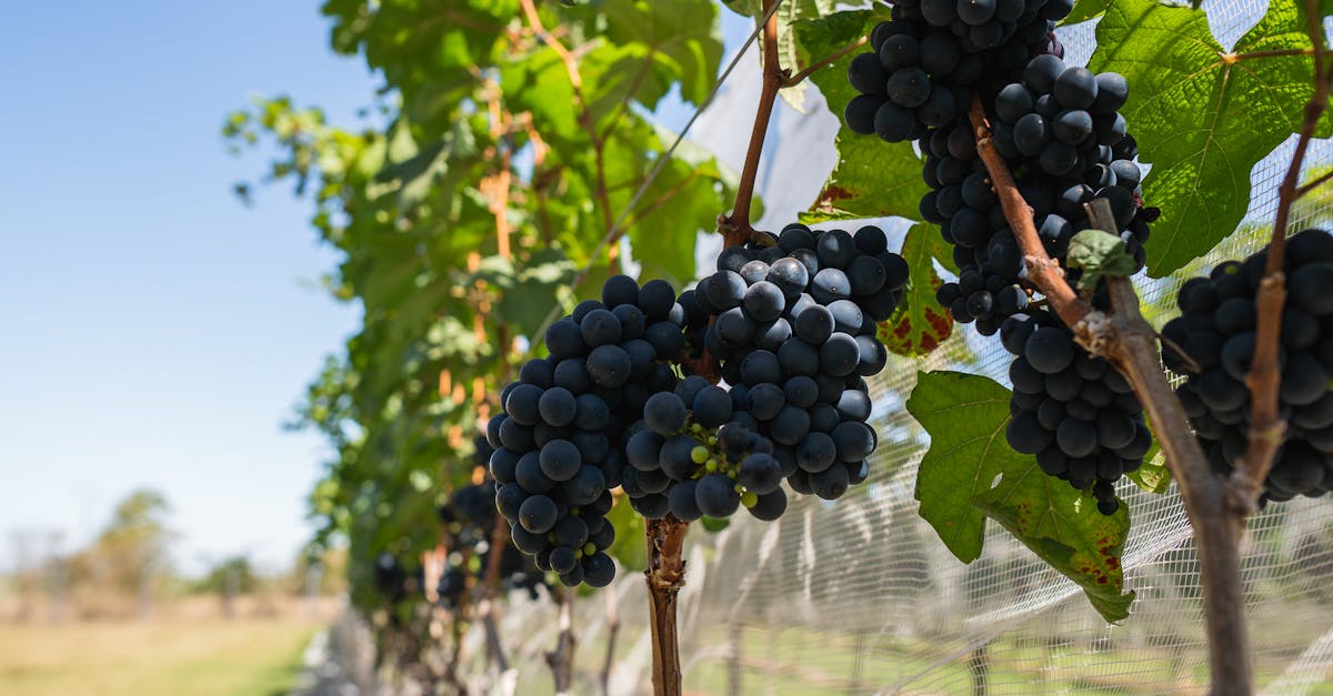 découvrez notre sélection de producteurs de vin renommés, offrant une variété de crus d'exception pour les amateurs et connaisseurs.