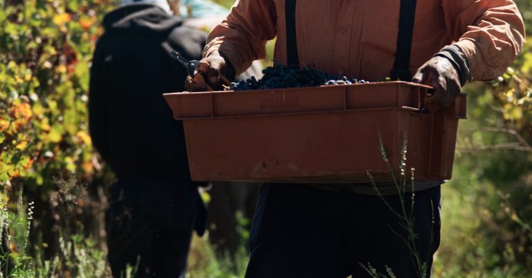 découvrez les meilleurs producteurs de vin, leurs vignobles exceptionnels et leurs techniques de vinification artisanale pour des crus uniques.
