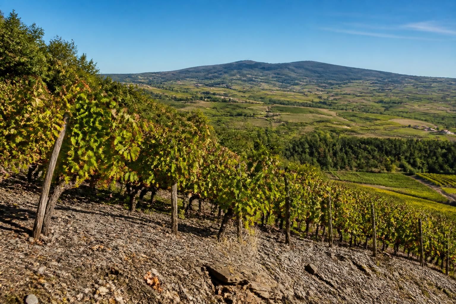 explorez les 10 crus incontournables du beaujolais à connaître absolument, pour apprécier toute la richesse et la diversité de cette région viticole d'exception.