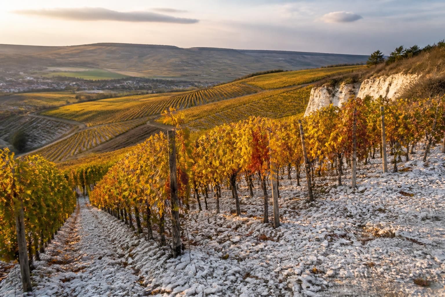 découvrez l'univers du champagne veuve delattre : son histoire unique, ses saveurs raffinées et les meilleurs accords pour sublimer chaque dégustation.