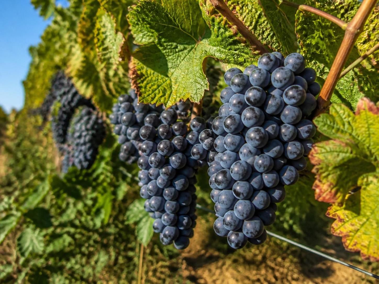 découvrez tout sur les cépages du champagne, leurs caractéristiques uniques et leur influence sur le goût et la qualité de ce vin prestigieux.