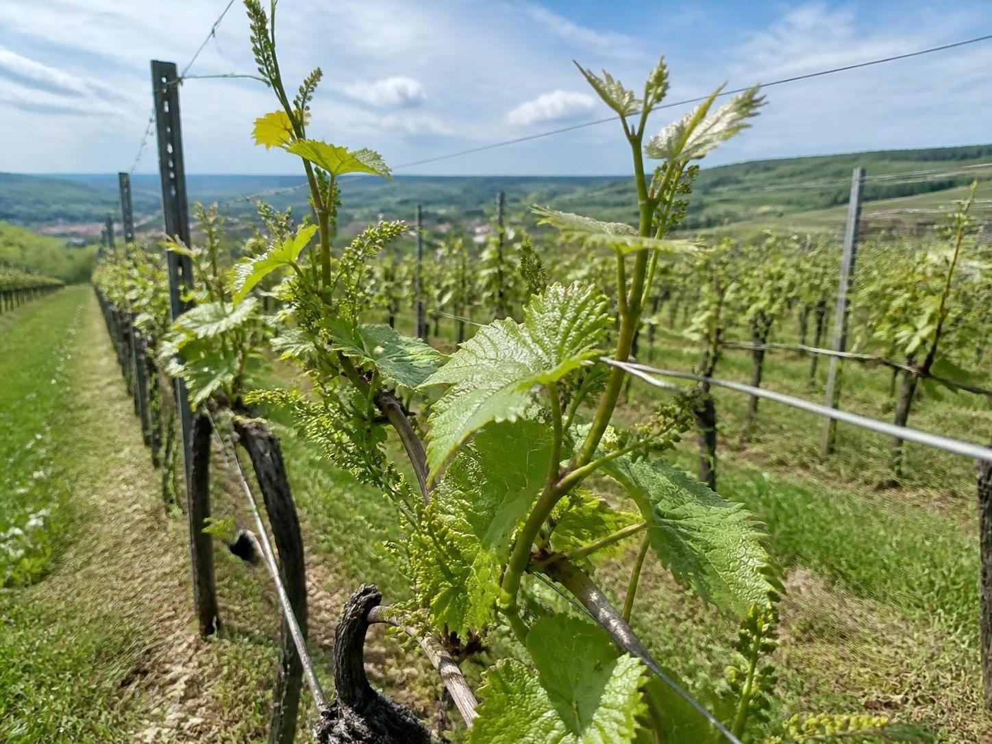 découvrez tout sur les cépages du champagne, leurs caractéristiques uniques et leur influence sur les arômes et la qualité de ce vin d'exception.