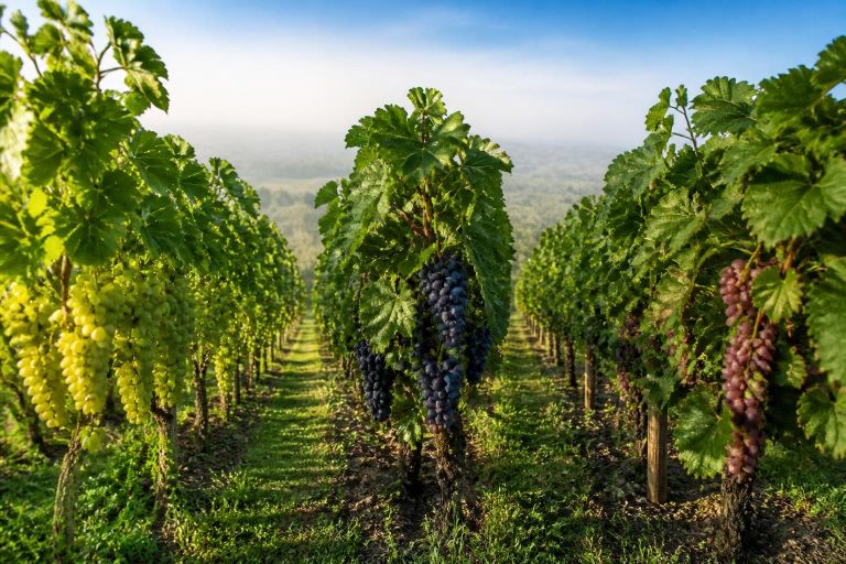 découvrez tout sur les cépages du champagne, leurs caractéristiques uniques et leur impact sur la qualité et le goût de ce vin d'exception.