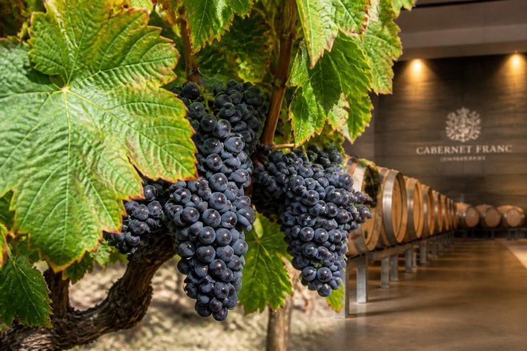 explorez les caractéristiques distinctives du cabernet franc et découvrez son potentiel exceptionnel en vinification pour produire des vins raffinés et aromatiques.