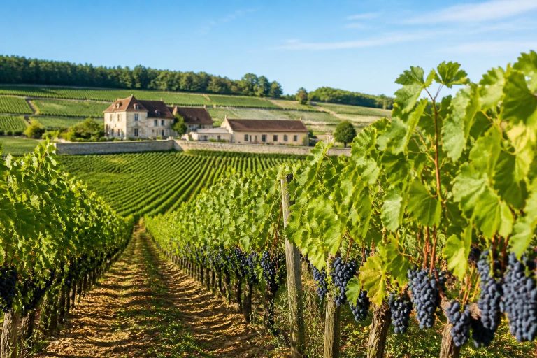 explorez les secrets des grands vins de bourgogne et découvrez la richesse de leurs terroirs uniques à travers des paysages authentiques et des savoir-faire ancestraux.
