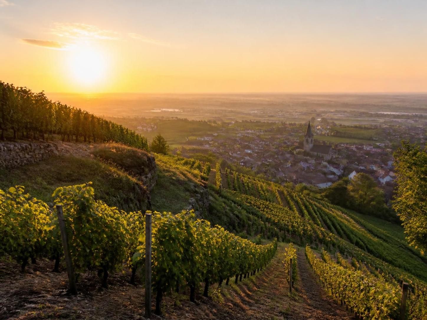explorez les secrets des vins d'alsace, découvrez leur terroir unique, les cépages typiques et les accords mets-vins pour sublimer chaque dégustation.