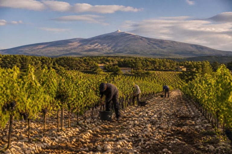 explorez les secrets du vin de ventoux, ses appellations prestigieuses et découvrez les saveurs uniques de cette région viticole emblématique.
