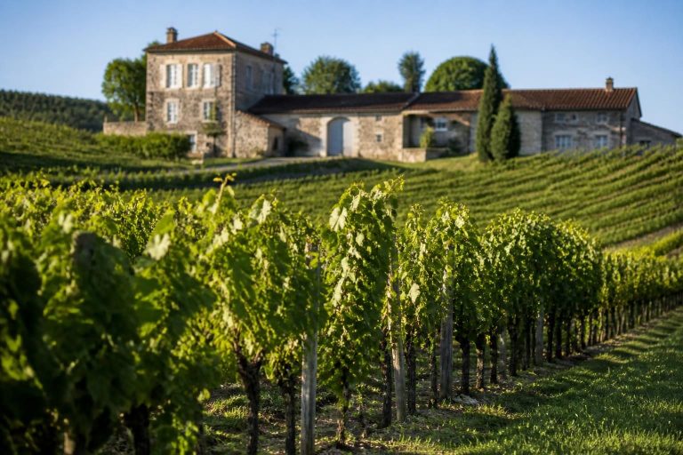 découvrez la distinction du jour : montagny premier cru les coères 2023, un vin d'exception sublimé par le savoir-faire du domaine feuillat-juillot.