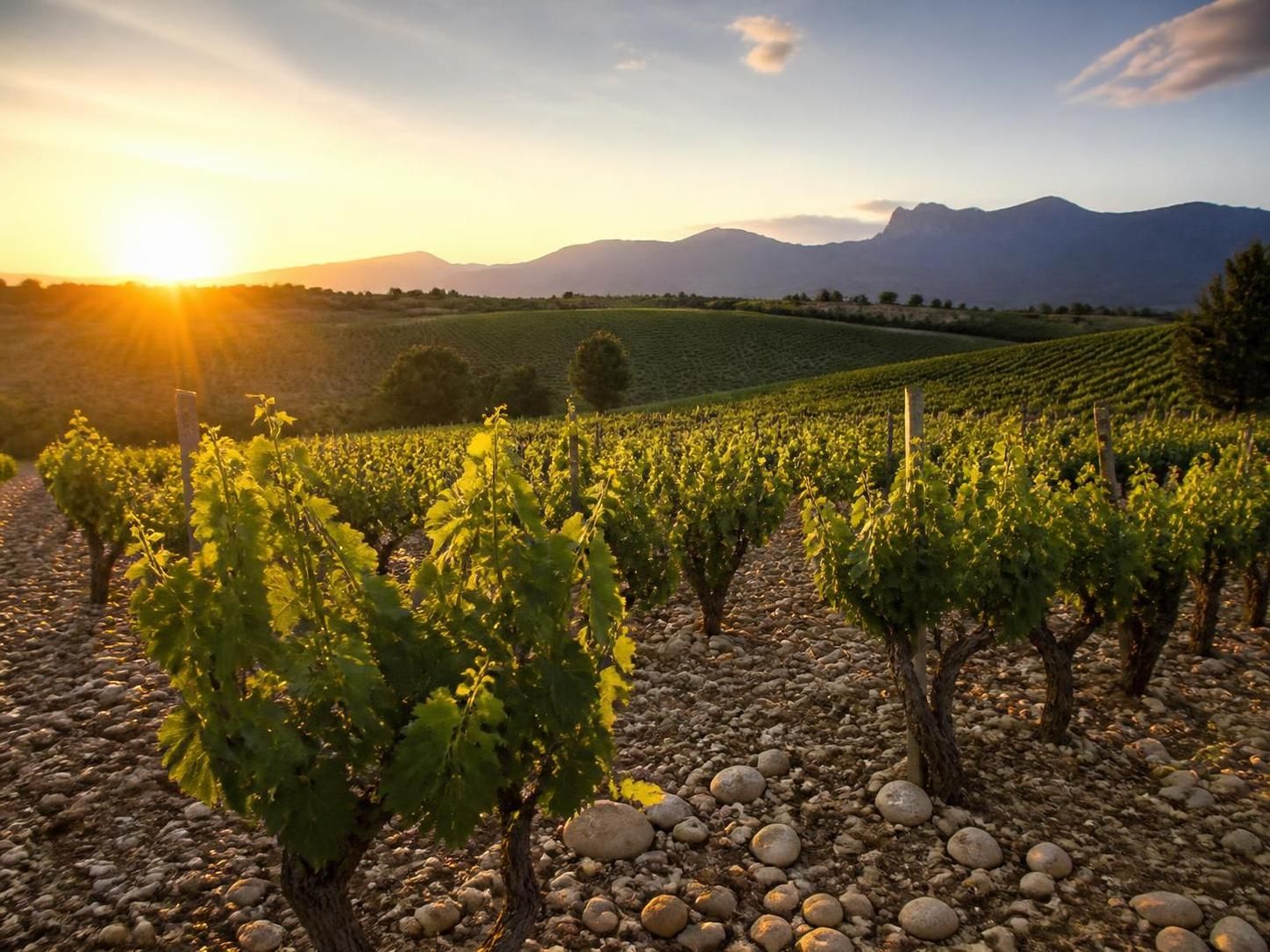découvrez tout sur les côtes-du-rhône : découvrez leurs vins emblématiques, explorez le terroir unique et apprenez les meilleures techniques de dégustation pour apprécier ces crus d'exception.