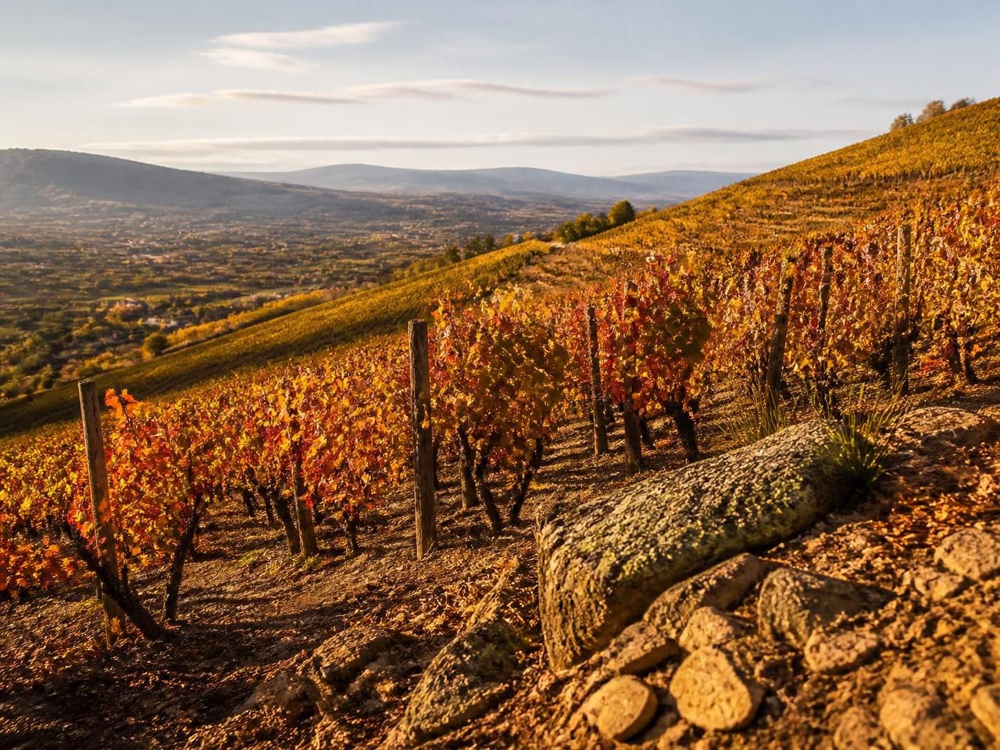 découvrez tout sur les vins de beaujolais villages, leurs caractéristiques uniques, les cépages utilisés, et les meilleures façons de les déguster.