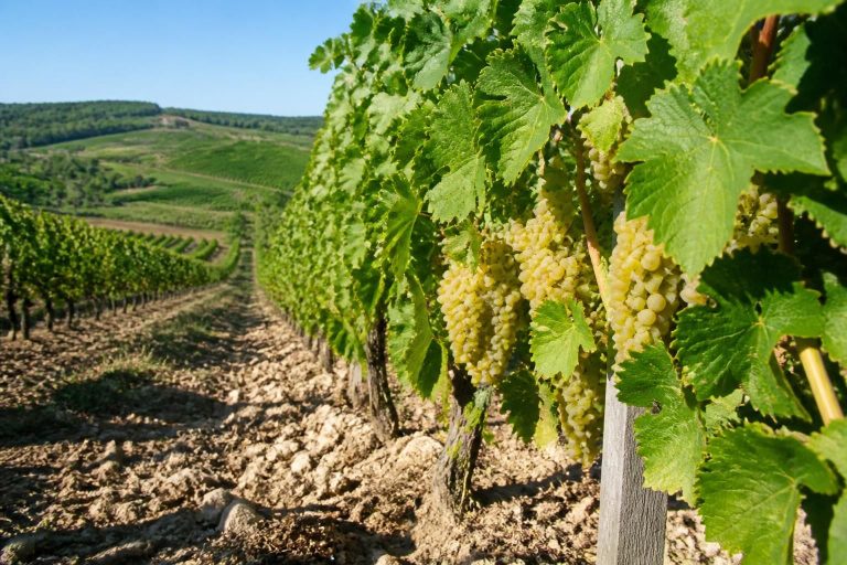 découvrez la distinction du jour : montagny premier cru les vignes de françoise 2023 du domaine feuillat-juillot, un vin d'exception alliant finesse et terroir unique.