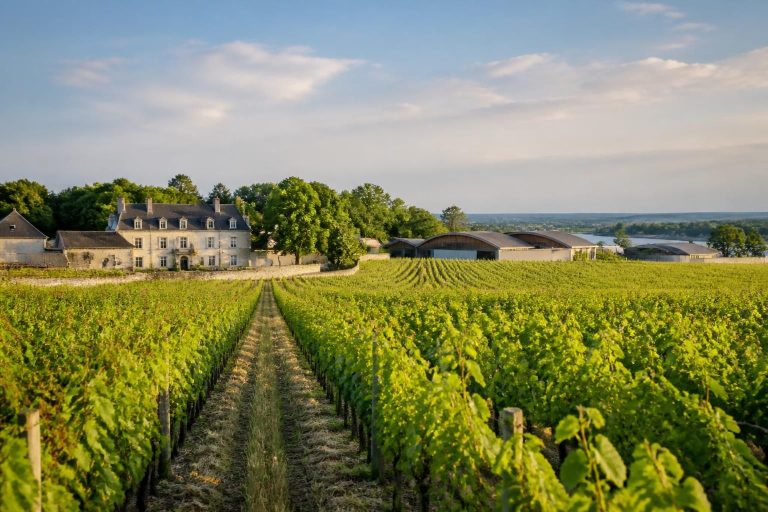 découvrez les chenins d'exception de montlouis à travers les domaines renommés françois chidaine et la taille aux loups, un voyage sensoriel au cœur des vignobles d'exception.